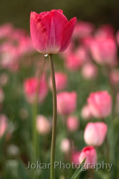 Floriade 2004 0017-2.jpg - Tulip at Floriade, Canberra